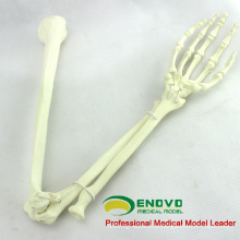 WHOLESALE SIMULATION BONE 12325 Medical Anatomy Artificial Upper Limb Bone , Orthopaedics Practice Simulation Bone